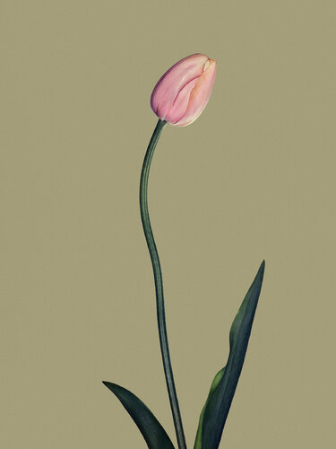Objekt 8 - Tulip di Egon Gade, Stampa in vendita su Singulart
