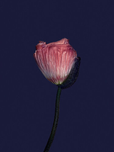 Objekt 9 - Poppy von Egon Gade, Druck kaufen auf Singulart