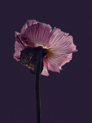 Objekt 10 - Poppy Ballerina von Egon Gade, Druck kaufen auf Singulart
