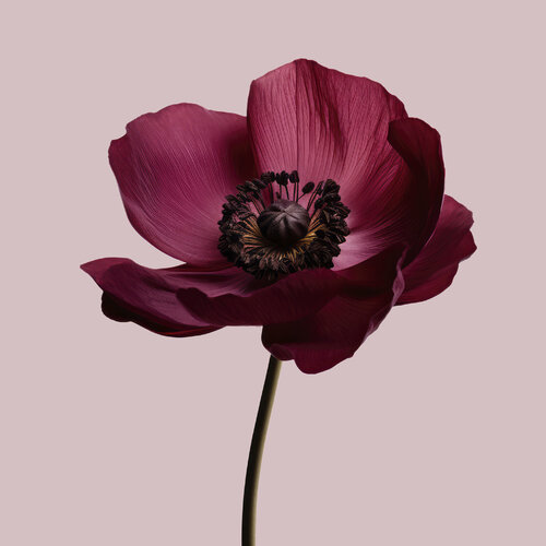 Floral Elegance Anemone Burgundy von Egon Gade, Druck kaufen auf Singulart