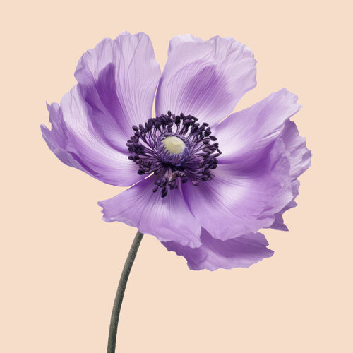 Floral Elegance Anemone Pink Egon Gade