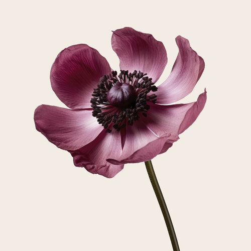 Floral Elegance Anemone Rosa von Egon Gade, Druck kaufen auf Singulart