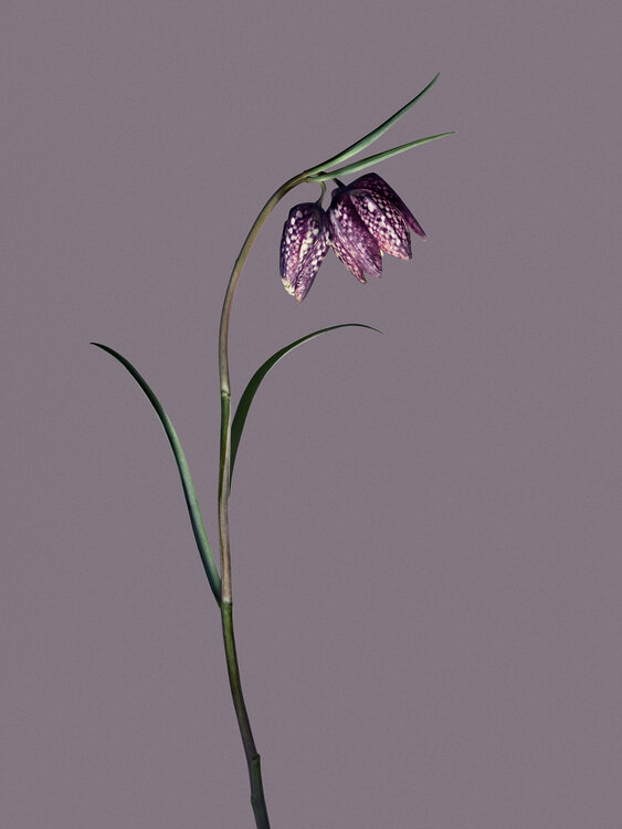 Objekt 4 - Fritillaria Egon Gade