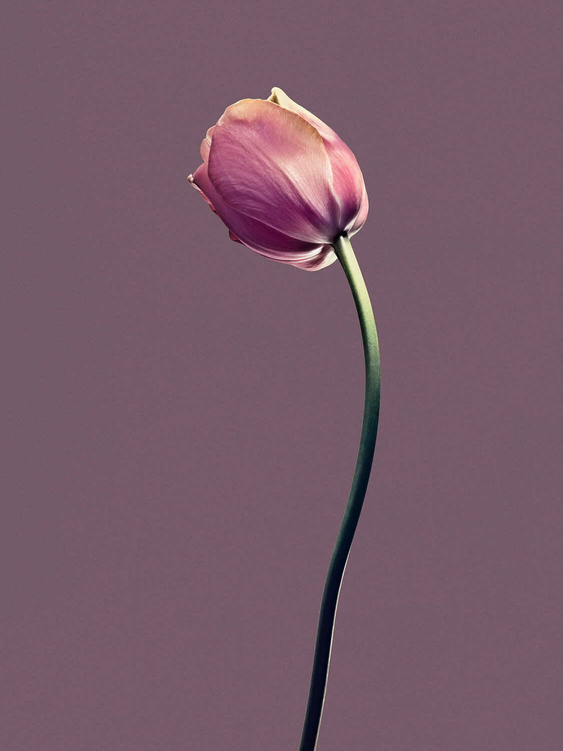 Object 2 Papa Tulip Egon Gade