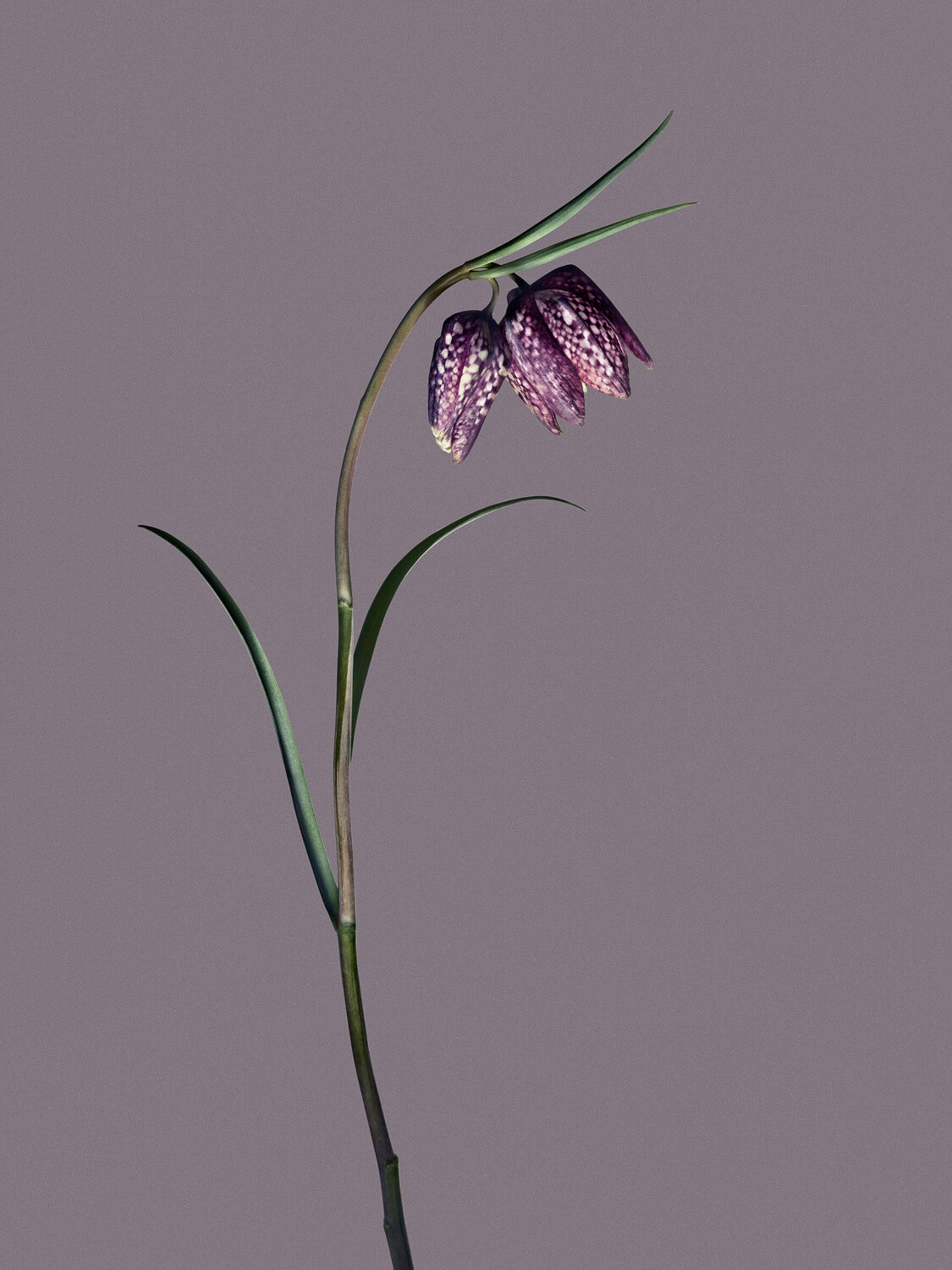 Objekt 4 - Fritillaria Egon Gade
