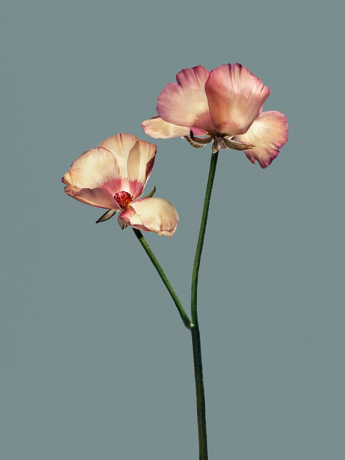 Objekt 6 - Buttercup Egon Gade