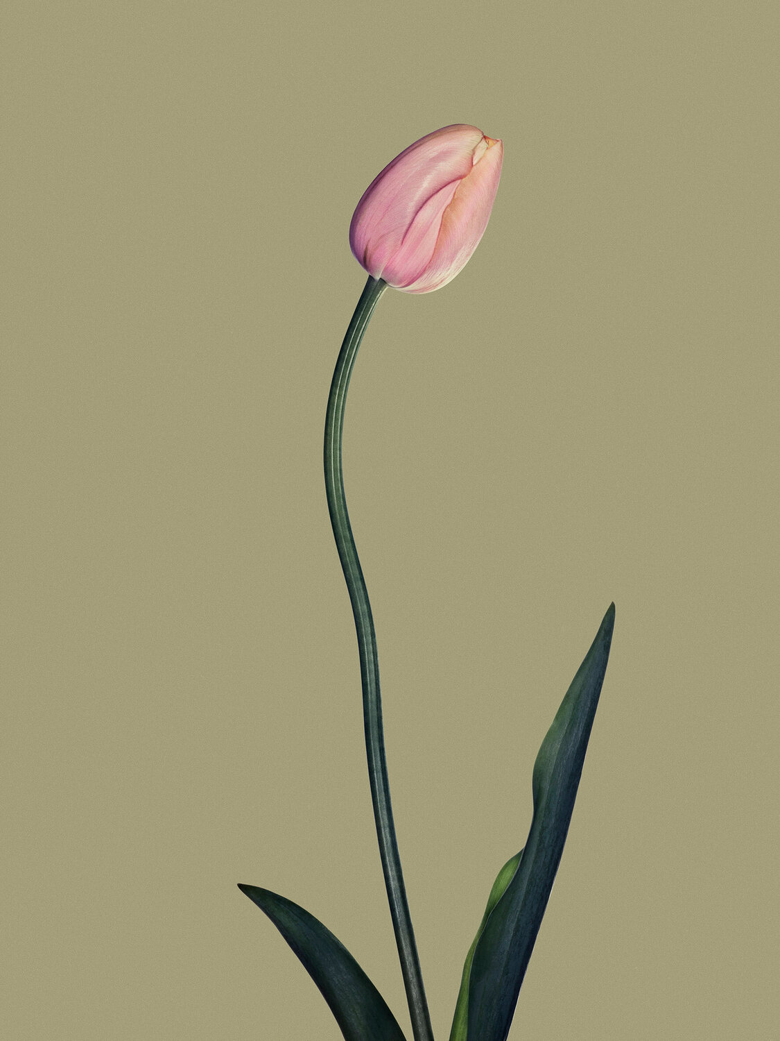 Objekt 8 - Tulip Egon Gade