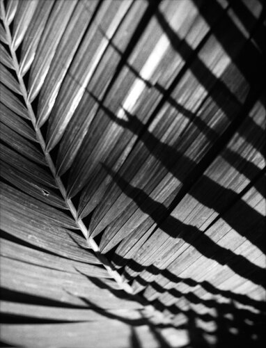 Foliole 1 von Csilla Szabo, Fotografie kaufen auf Singulart