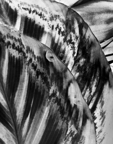 Foliole 11 van Csilla Szabo, Fotografie te koop op Singulart