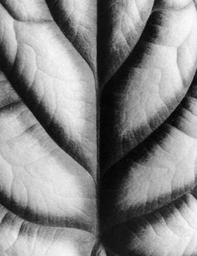 Foliole 29 von Csilla Szabo, Fotografie kaufen auf Singulart