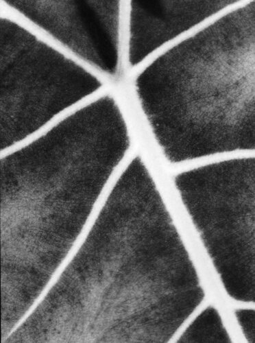 Foliole 30 von Csilla Szabo, Fotografie kaufen auf Singulart