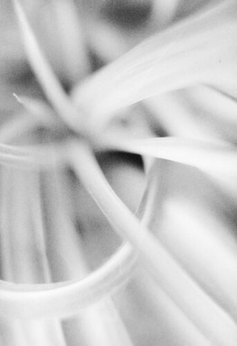 Foliole 31 von Csilla Szabo, Fotografie kaufen auf Singulart