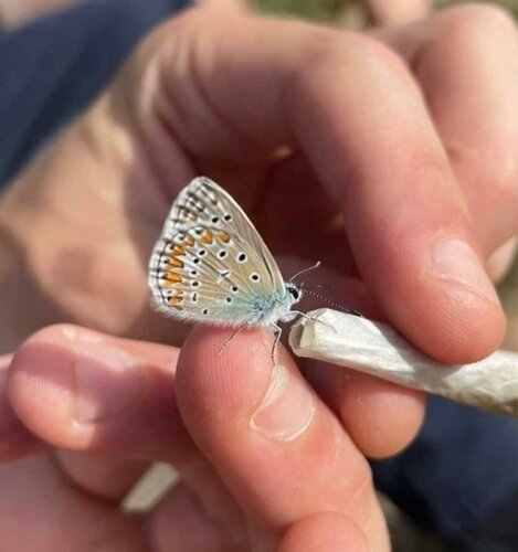 Buterfly smoking de Aimé Cesanges, Fotografía a la venta en Singulart