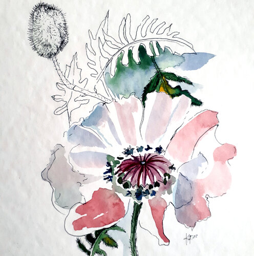 White Poppy Flower von Karina Fulara, Werk auf Papier kaufen auf Singulart