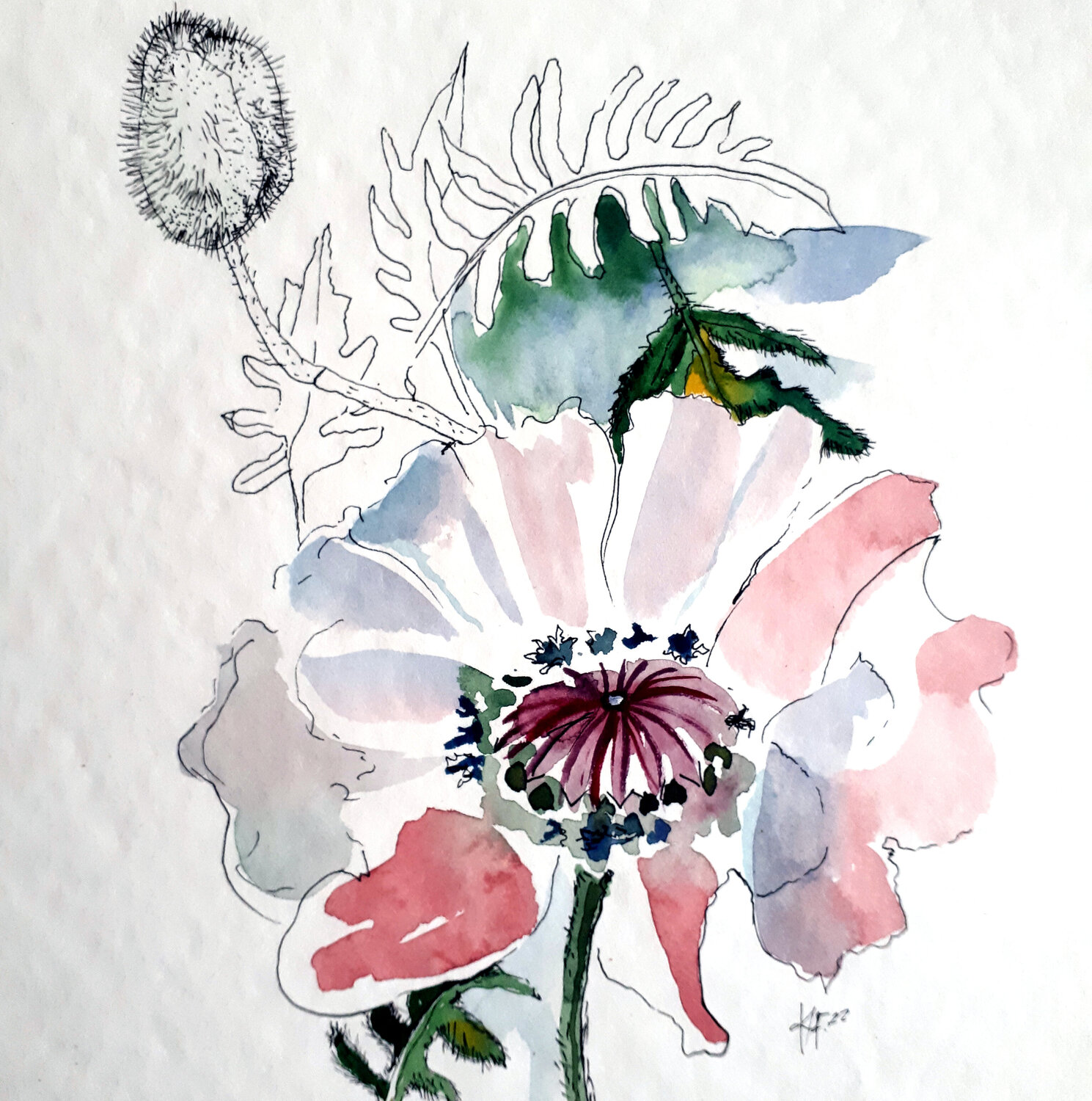 White Poppy Flower Karina Fulara