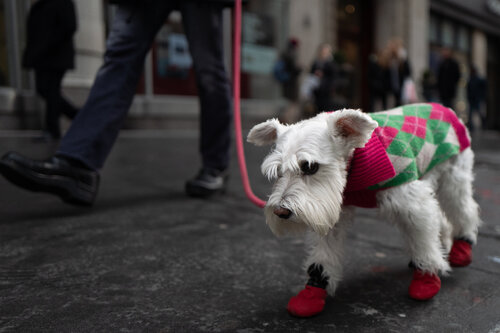 Chic Dog von Alain  Goulet, Fotografie kaufen auf Singulart