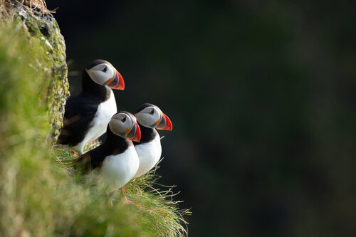 Ingólfshöfði  Family Puffins van Alain  Goulet, Fotografie te koop op Singulart
