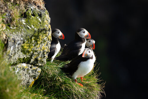 Ingólfshöfði puffins resting before catches of the Day van Alain  Goulet, Fotografie te koop op Singulart