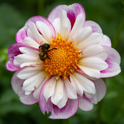 Making a difference de Alain  Goulet, Fotografía a la venta en Singulart