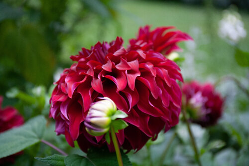 Waiting to bloom de Alain  Goulet, Fotografía a la venta en Singulart