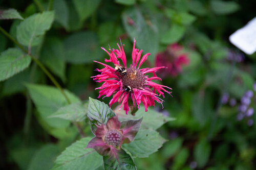 Making impression de Alain  Goulet, Fotografía a la venta en Singulart