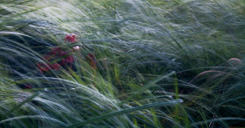 Shiny Flowers makes an impression on the tall grasses van Alain  Goulet, Fotografie te koop op Singulart