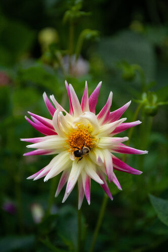 Friend or Foe de Alain  Goulet, Fotografía a la venta en Singulart