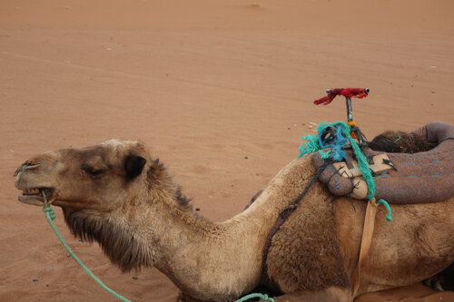 Desert Bivouac Camel di Alain  Goulet, Fotografia in vendita su Singulart