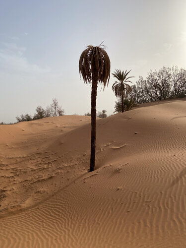 Lonely Palm Tree di Alain  Goulet, Fotografia in vendita su Singulart