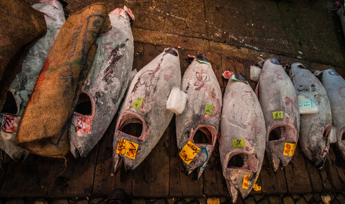 Tuna auction Tsukiji fish market di Alain  Goulet, Fotografia in vendita su Singulart