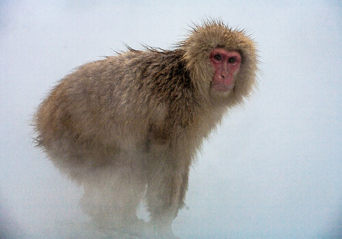 Jigokudani monkey park di Alain  Goulet, Fotografia in vendita su Singulart