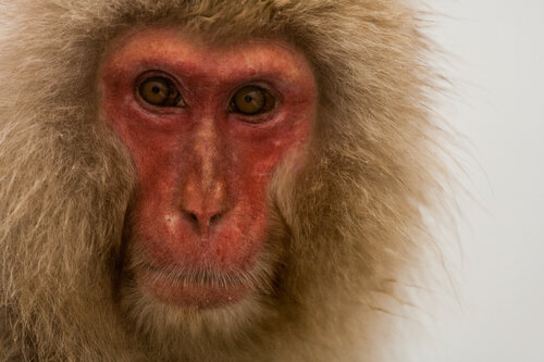 Japanese Snow Monkey di Alain  Goulet, Fotografia in vendita su Singulart