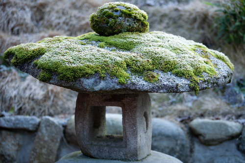 Moss di Alain  Goulet, Fotografia in vendita su Singulart