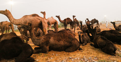 Camel Pack Resting Alain  Goulet