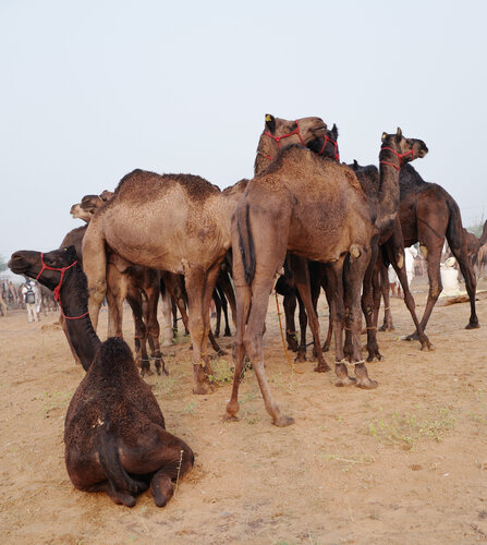Camel pack after breakfast di Alain  Goulet, Fotografia in vendita su Singulart