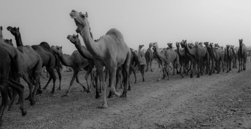 Camel Pack on the Road di Alain  Goulet, Fotografia in vendita su Singulart