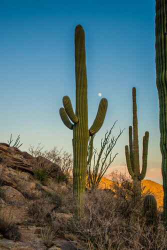 Tucson Sunset and Saguaros di Alain  Goulet, Fotografia in vendita su Singulart