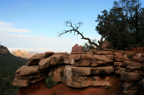 The tree of Arizona Life di Alain  Goulet, Fotografia in vendita su Singulart