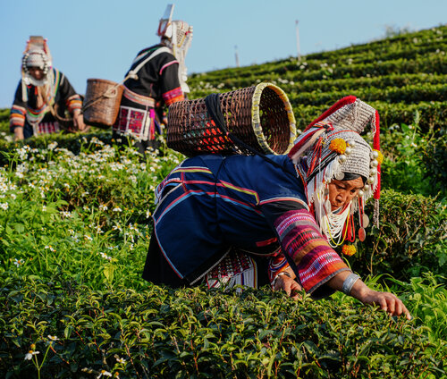 Thailand Tea Plantation Hill Tribes de Alain  Goulet, Fotografía a la venta en Singulart