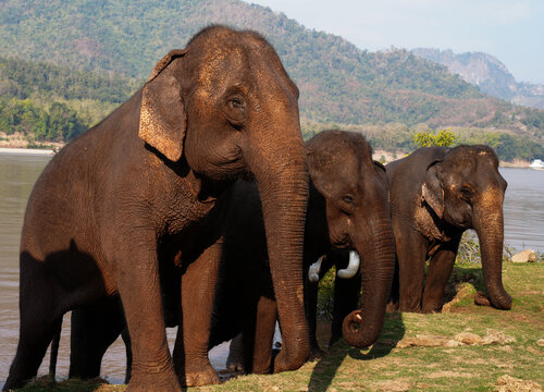 Cambodia Elephant Sanctuary van Alain  Goulet, Fotografie te koop op Singulart