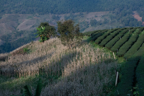 Resting Thailand Tea Plantation Landscape Alain  Goulet