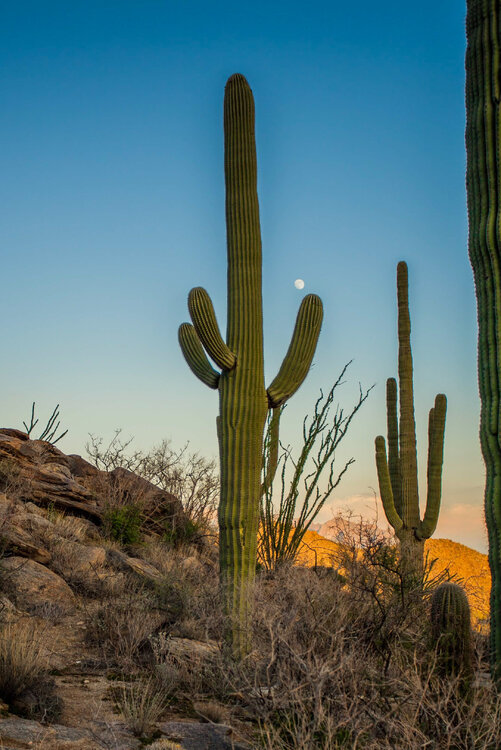 Tucson Sunset and Saguaros Alain  Goulet