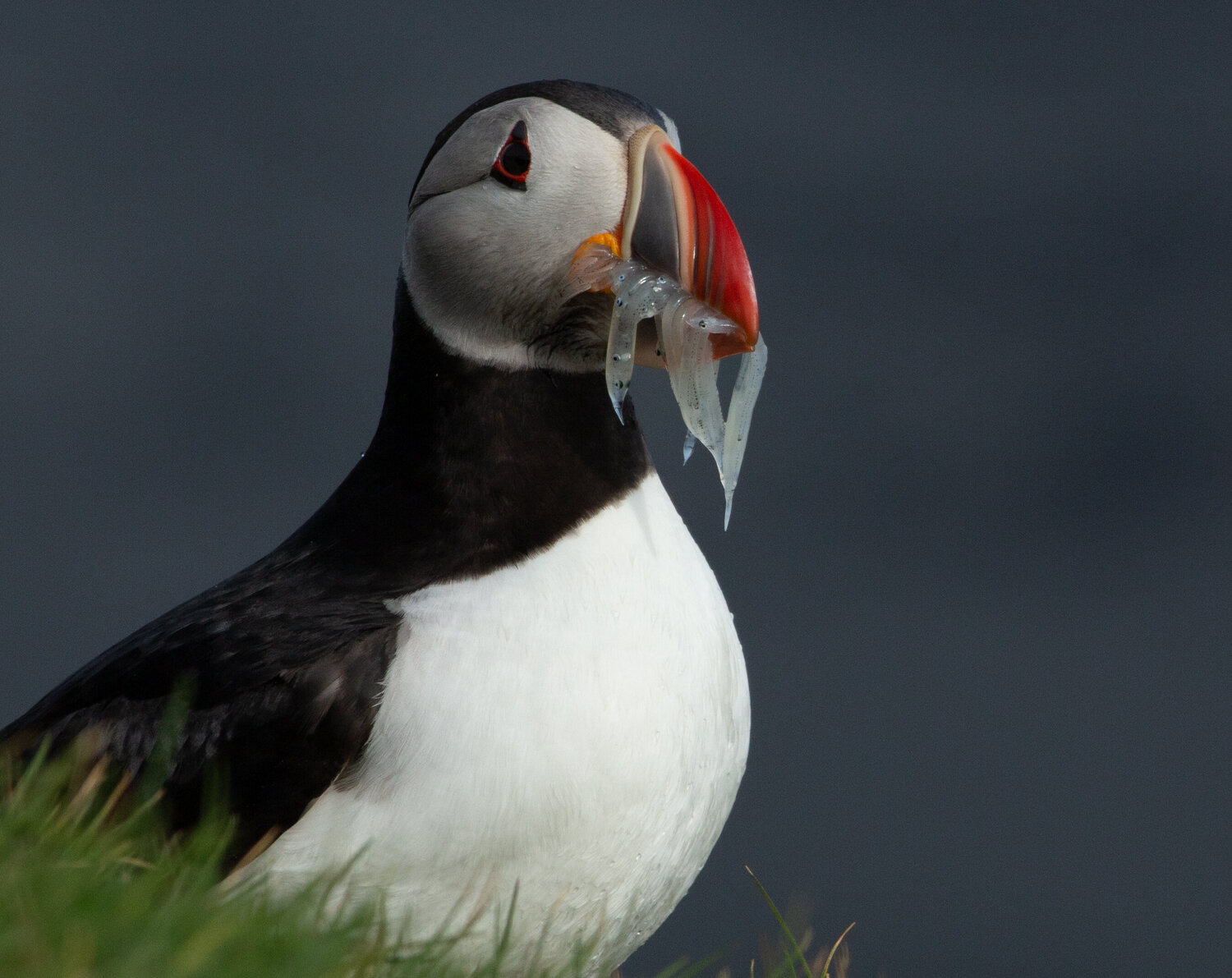 Ingólfshöfði puffins Alain  Goulet