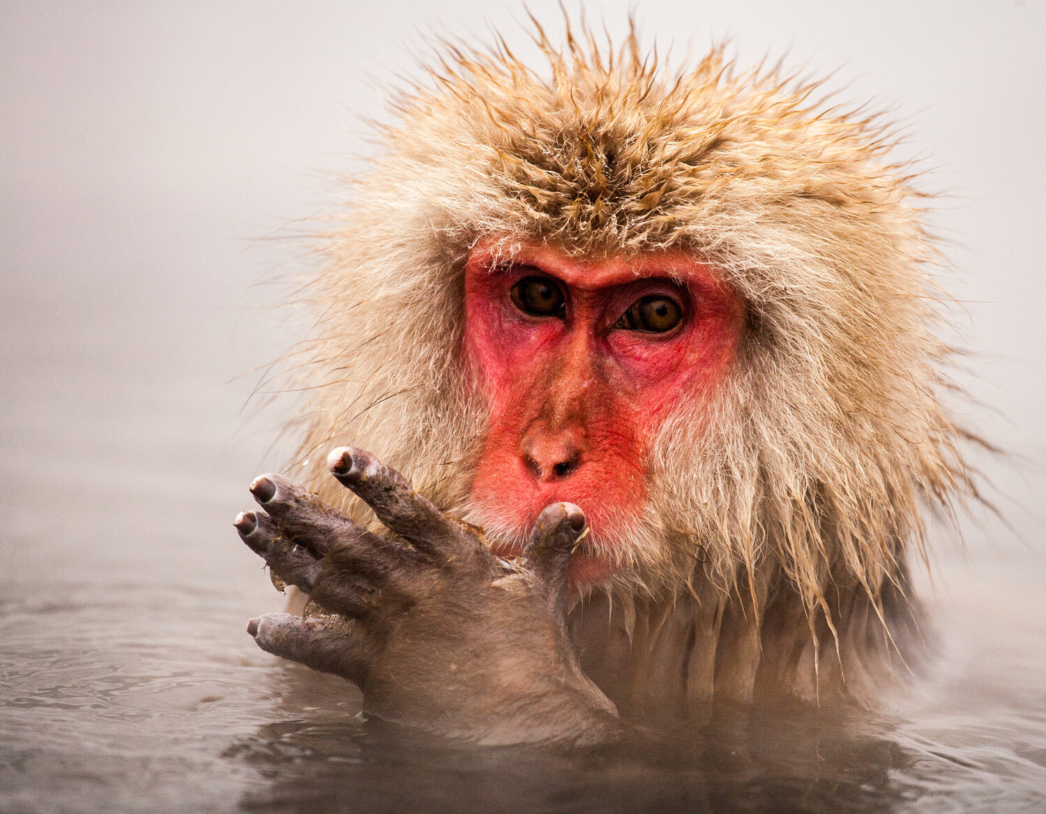 Monkey Cleaning Job Alain  Goulet