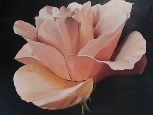 Rose Café au lait di Sylvia Eder, Pittura in vendita su Singulart