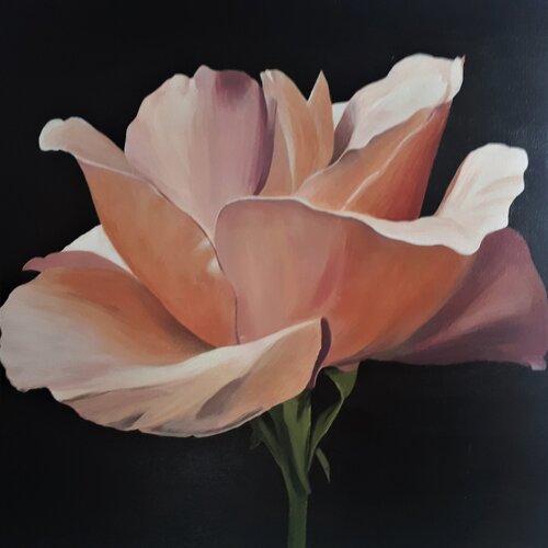 Peachy Rose van Sylvia Eder, Schilderij te koop op Singulart