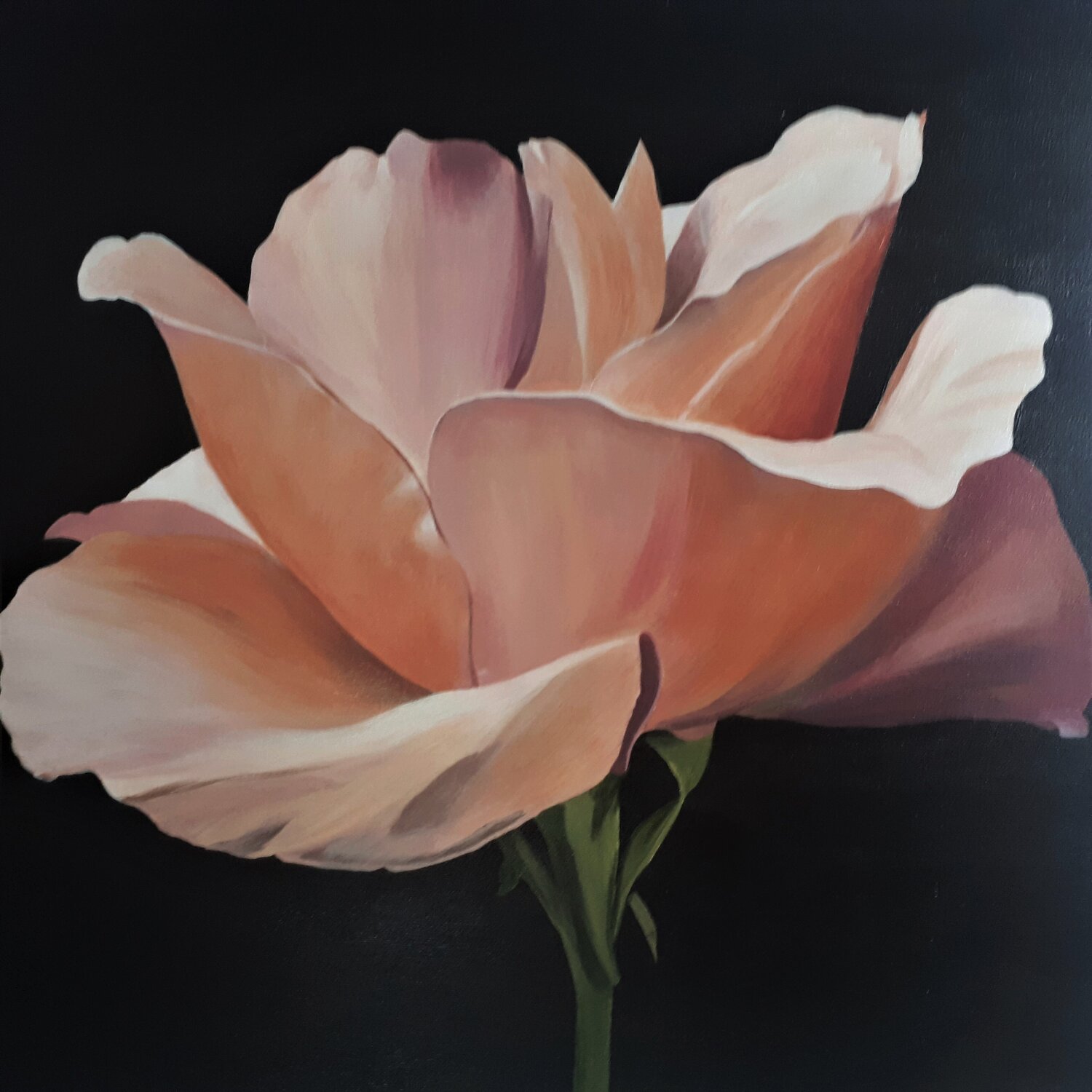 Peachy Rose Sylvia Eder