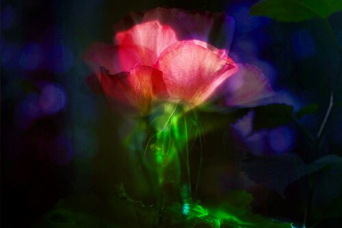 A single rose in a vase von Atsumi Takemoto, Fotografie kaufen auf Singulart