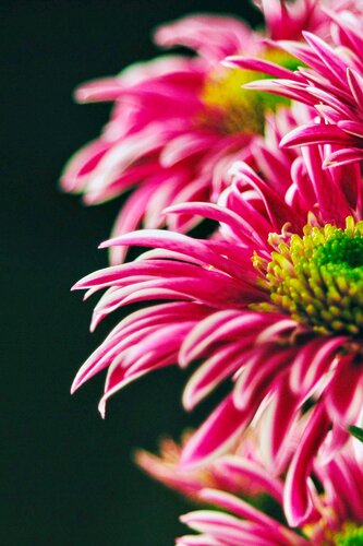 Saba Chrysanthemum von Atsumi Takemoto, Fotografie kaufen auf Singulart