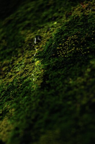 IBUKI~Breath~ by Atsumi Takemoto, 사진 for Sale on Singulart